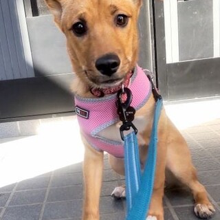 元気で好奇心旺盛、大きな耳の男の子チッチ