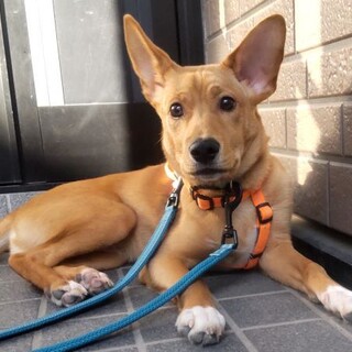  大きな耳が可愛い遊び好きな男の子ポッポ