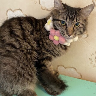 やや長毛の穏やかな女の子