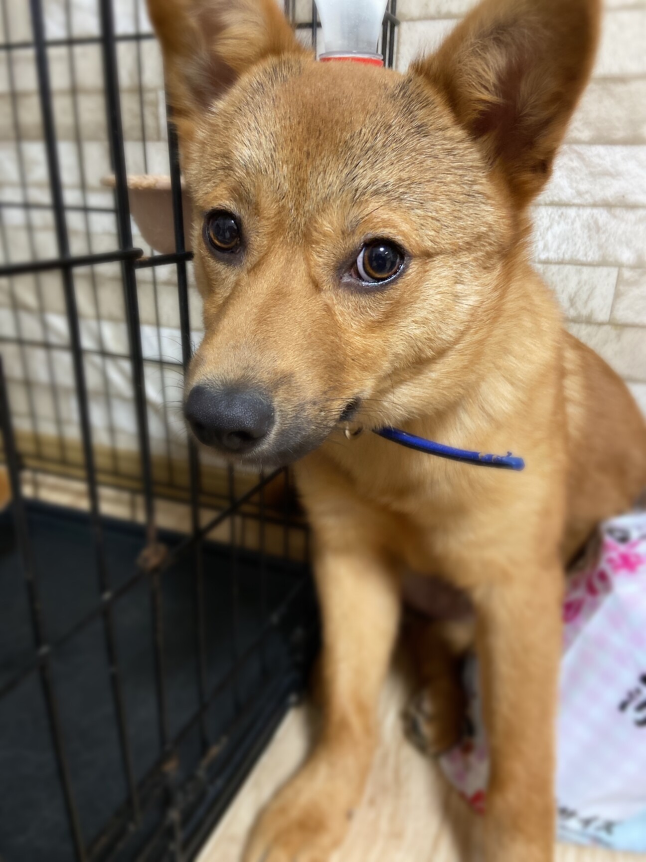 たぬき顔で可愛い✴︎オレオの家族を探してます。 サムネイル1