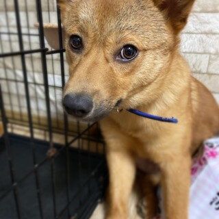 たぬき顔で可愛い✴︎オレオの家族を探してます。