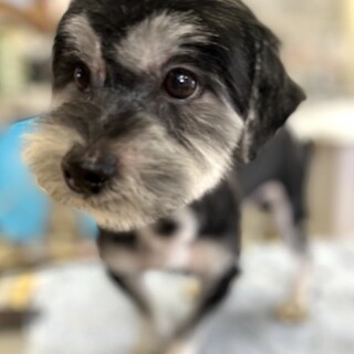 食欲旺盛、元気で活発な男の子バルシ