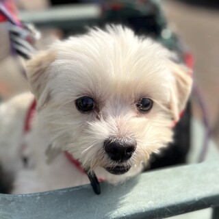 好奇心旺盛、元気で活発な男の子マル