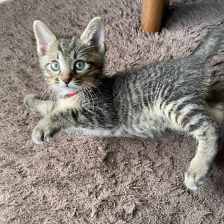 やんちゃで人馴れしている男の子【譲渡会参加】