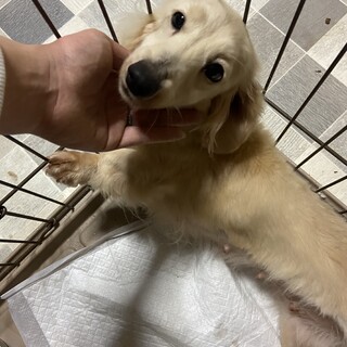 少し小さめのMダックス女の子