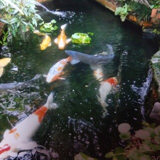 大切に育ててくれる方