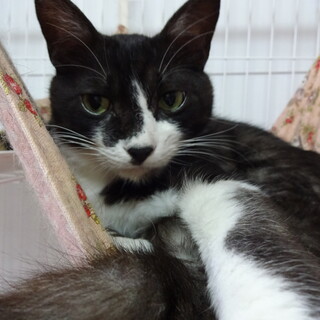 白血病陽性の猫ちゃんです