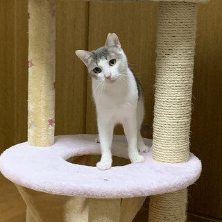 愛らし女の子；桃羽ちゃん