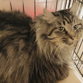長毛イケにゃん、オス２歳 ふわふわ毛並み