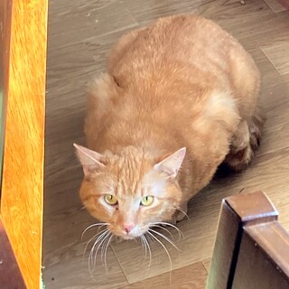 可愛い声でなくオス２歳 茶トラ