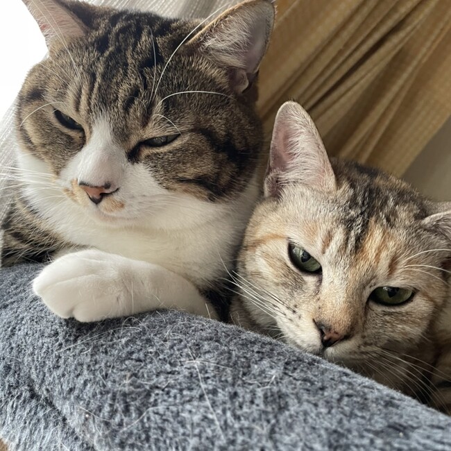 琥珀石のカバー写真