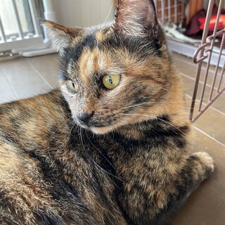 サビ柄の甘えん坊な女の子