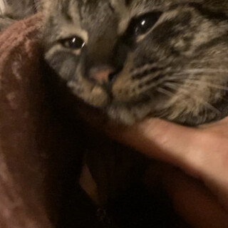 とろける撫で心地、逞しいオス３歳