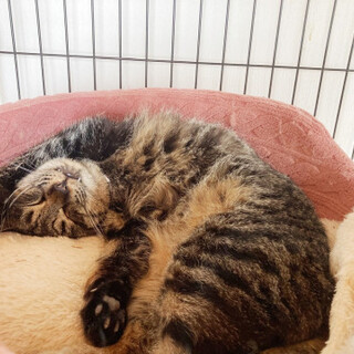 動きがかわいい♡ナデナデ大好き女の子