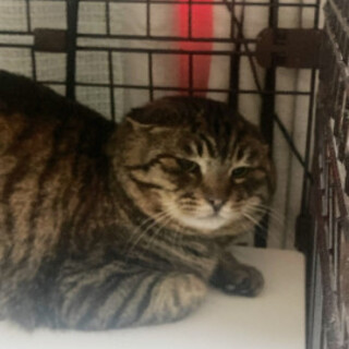 人馴れ訓練から家族へ。オス猫５歳