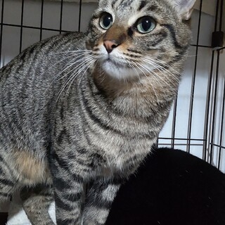 【動画】大人しくて穏やかな性格の男の子です