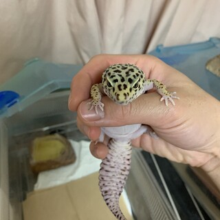 レオパの女の子です。大切にしてくれる方募集します。