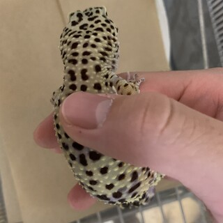 レオパの男の子です。大切にしてくれる方を募集します