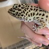 レオパの男の子です。大切にしてくれる方を募集します サムネイル2