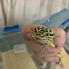 レオパの男の子です。大切にしてくれる方を募集します サムネイル3