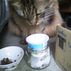 「4次元空間から現れたカプセルの中身は…」サムネイル2