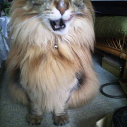 「4次元空間から現れたカプセルの中身は…」サムネイル3