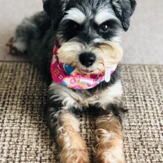 ミニチュアシュナウザーのミーナンちゃん