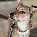 ベッタベタの甘えん坊　チャチャ！