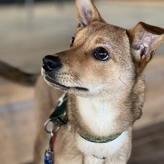 ベッタベタの甘えん坊　チャチャ！