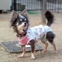 【相談中につき一旦募集停止】チワワ　チコリちゃん