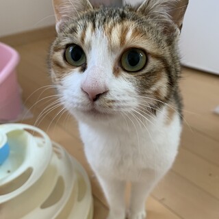 めまちゃん♀ 6ヶ月