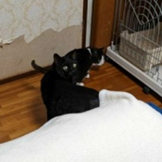 黒猫のくーくん