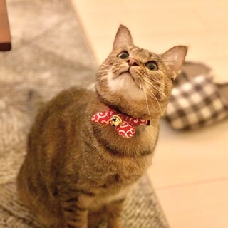 甘えん坊な猫ちゃん