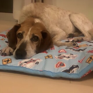 おばぁちゃんハウンドのフネさん。家族募集中