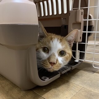 おとなしい雄猫です