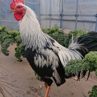 【急募】ニワトリ ♂ 里親募集