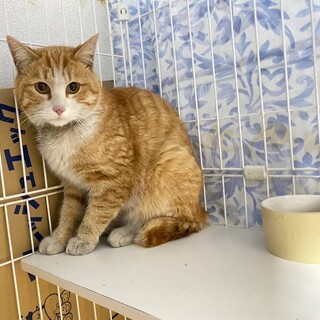 困り顔がチャームポイント♡ピノくん