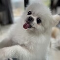 交渉中　人懐っこさ抜群のポメ✖️ペキニーズのシロ君