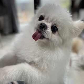 交渉中　人懐っこさ抜群のポメ✖️ペキニーズのシロ君