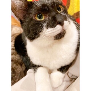 東久留米市の猫の里親募集情報まとめ ペットのおうち 月間利用者150万人