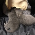 滋賀県まで行ってきました！生後12日の子猫です。