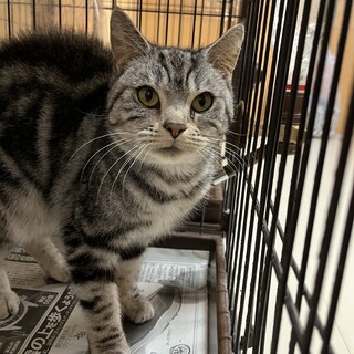 アメショのあーちゃん　里親募集中