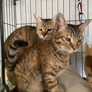 遊んであげると　はしゃぎまくりの可愛い姉妹❣️