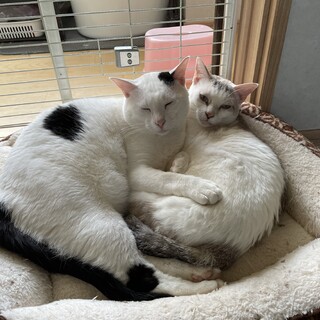 臆病な巨大息子とお母さんを一緒にお願いします