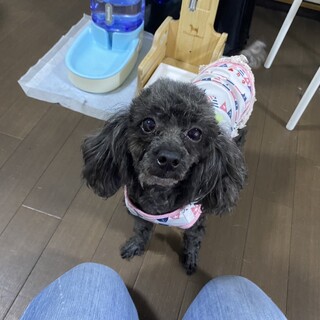 保護犬カフェ 西八王子店が投稿した里親募集 ペットのおうち 月間利用者150万人 保護犬カフェ 西八王子店が投稿した里親募集 ペットのおうち 月間利用者150万人