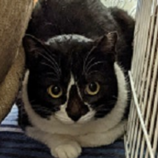 抱っこ大好き黒白のコアラちゃん