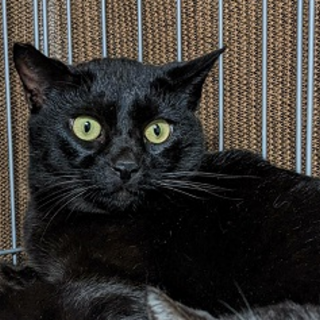 黒猫のカンくん