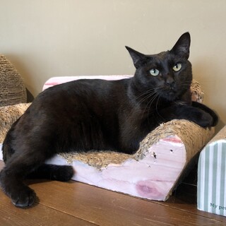 心優しい黒猫の風太くん♂️