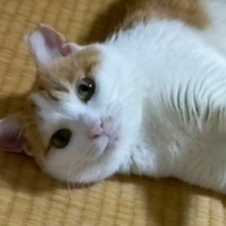 茶白柄のびびちゃん