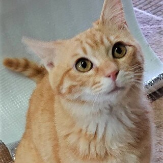 大人猫にも好かれる茶トラのシロップくん